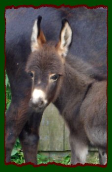 Shorecrests BeDeviled