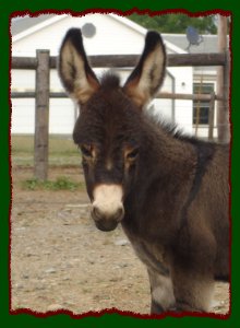 Click photo to enlarge image