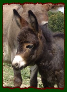 Shorecrests Sun Kissed Katie