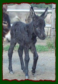 Shorecrests Rayzen Kane