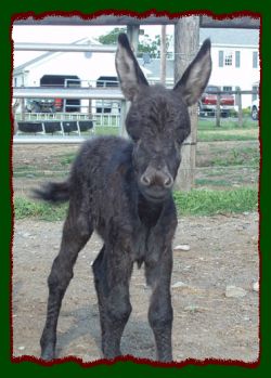 Shorecrests Rayzen Kane