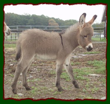 Shorecrests Sweet Caroline