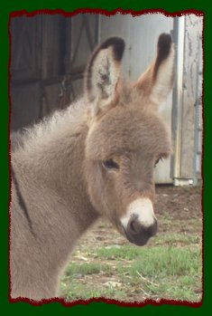 Shorecrests Sweet Caroline
