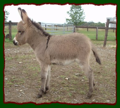 Shorecrests Sweet Caroline