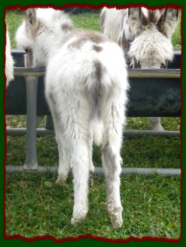 Shorecrests Piper, Spotted Miniature Donkey For Sale