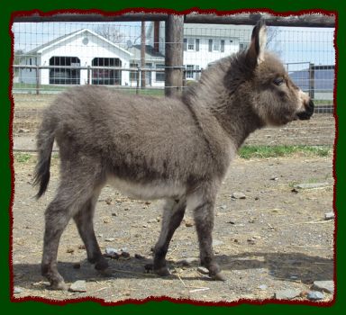 Shorecrests Pricylla