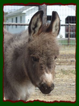 Shorecrests Pricylla