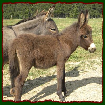 Shorecrests Tabatha, miniature donkey jennet for sale