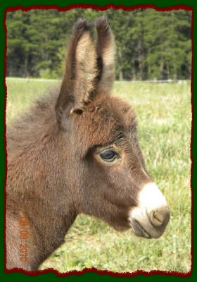 Shorecrests Tabatha, miniature donkey jennet for sale