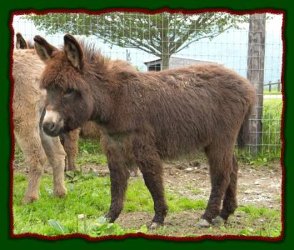 Shorecrests Tracer, miniature donkey for sale