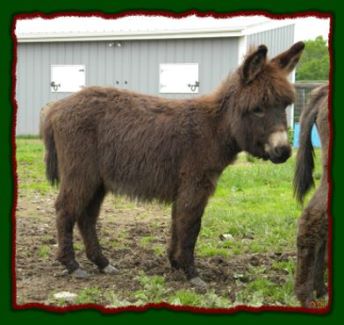 Shorecrests Tracer, miniature donkey for sale