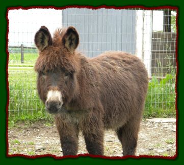 Shorecrests Tracer, miniature donkey for sale