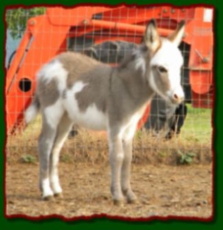 Shorecrests Gunner, spotted miniature donkey jack for sale