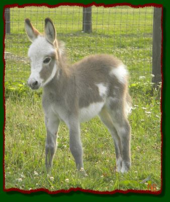 Shorecrests Gunner, spotted miniature donkey jack for sale