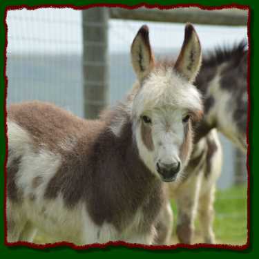 Miniature donkey for sale