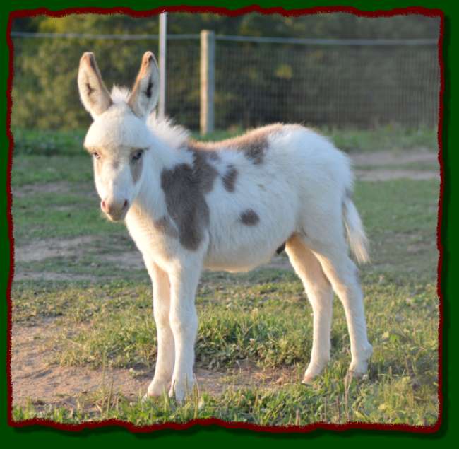 Shorecrests Luther, spotted jack for sale at Shorecrest Farms