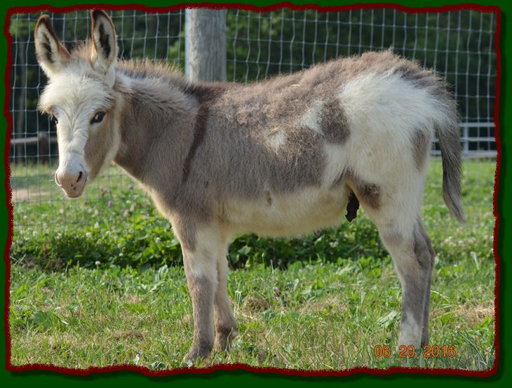 Shorecrest Oscar, miniature spotted donkey for sale at Shorecrest Farm