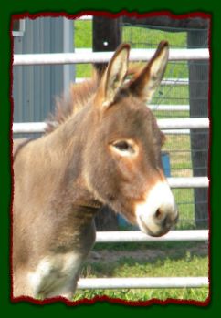 Shorecrests Virginia