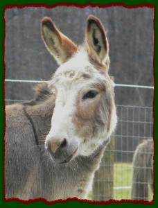 Shorecrests Little Gypsy