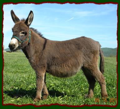 Shorecrests Izzabelle