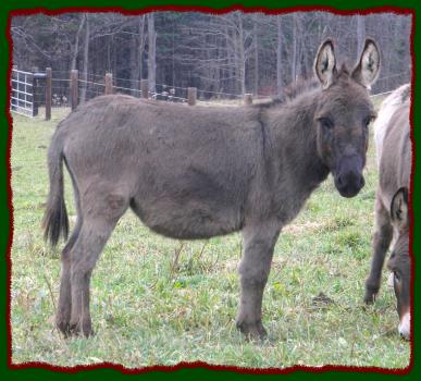 Cynders November 2009