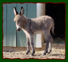 Miniature Donkey, Angelica (10,208 bytes)