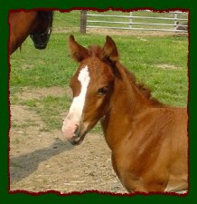 Shorecrest Hott Fudge