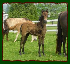 Shorecrests Macintosh, aka Mac