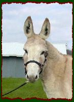 Sulphura's Cindy Rose