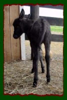 Doctor Pepper's Rear (10,366 bytes)