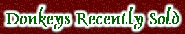 Donkeys For Sale at Shorecrest Farms
