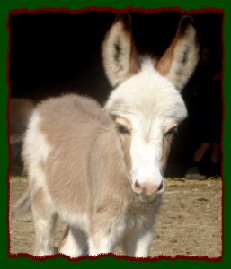 Shorecrests Little Gypsy