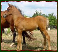 HiJinx, Arabian Colt for sale