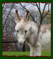 Shorecrests Laurel Highland