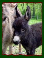 Miniature Donkey, Shorecrest's Miss Meghan (7469 bytes)