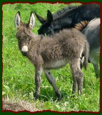 Shorecrests Mia Marie