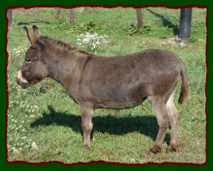 Shorecrest's Molly Brown