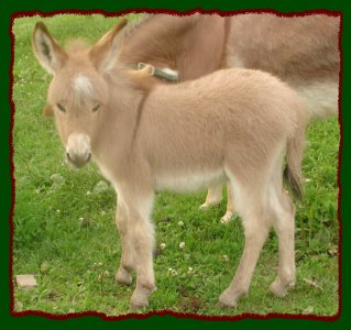 Shorecrests Spotlite