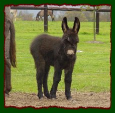 Shorecrests Sweet Pea