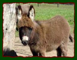 Miniature Donkey Future Herd Sire, Shorecrest's Bo Tye (11,608 bytes)