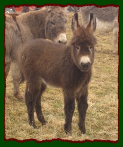 Cori's Valentine - Click photo to enlarge