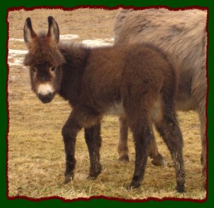 Cori's Valentine - Click photo to enlarge