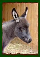 Smoky black miniature donkey for sale, Shorecrest's Doctor Pepper (8385 bytes)