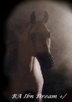 The Exquisite Arabian Horse ring