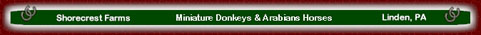 Welcome to Shorecrest Farms Miniature Donkeys & Arabian Horses! Click here to email us!