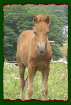 Shorecrests Apple Cinnamon