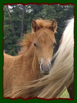 Shorecrests Apple Cinnamon